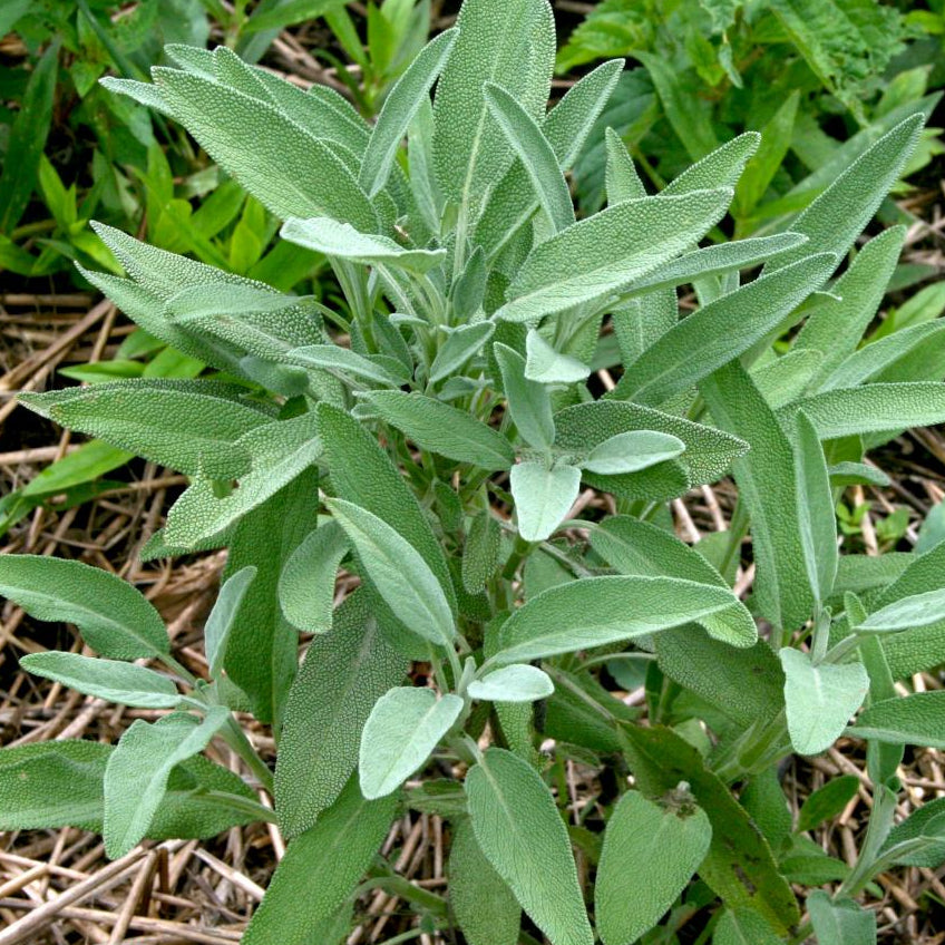 Sage Seed, Broad Leaf Culinary - Sow True Seed