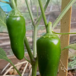 Hot Pepper - Early Jalapeño - Sow True Seed