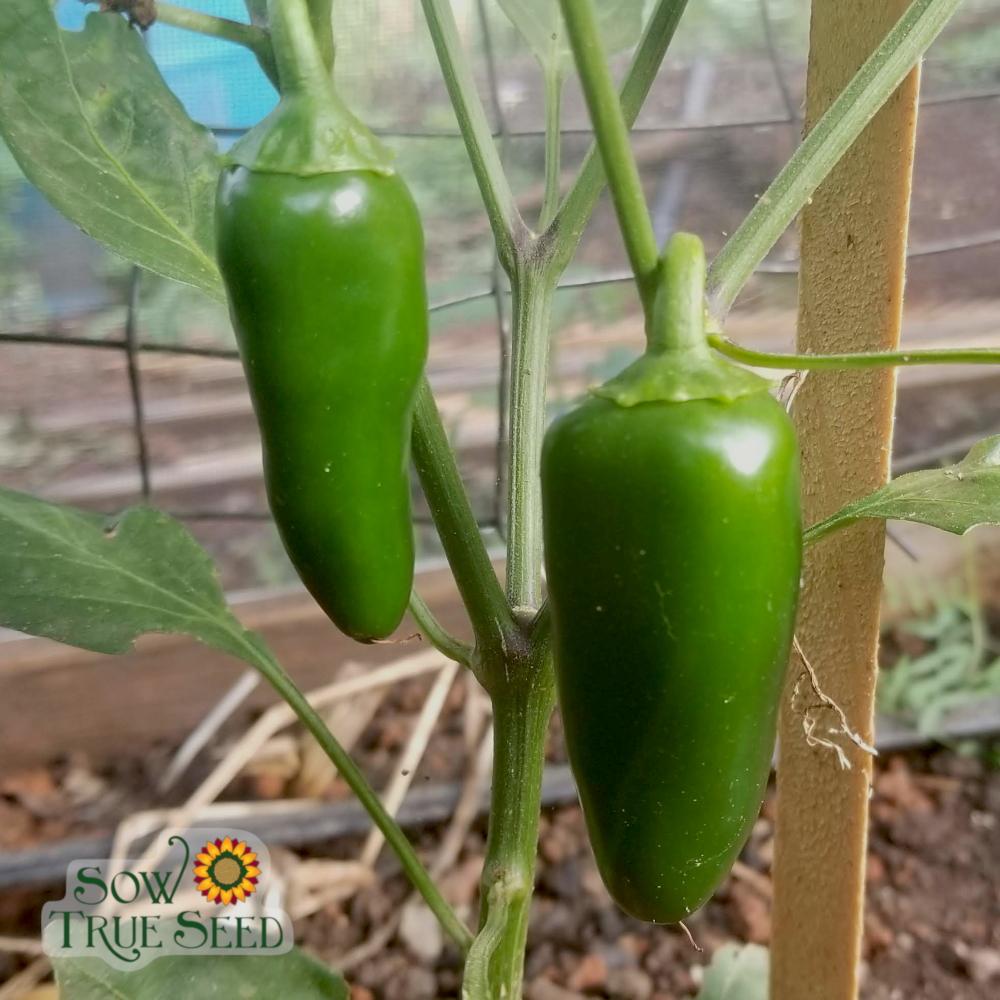Hot Pepper - Early Jalapeño - Sow True Seed