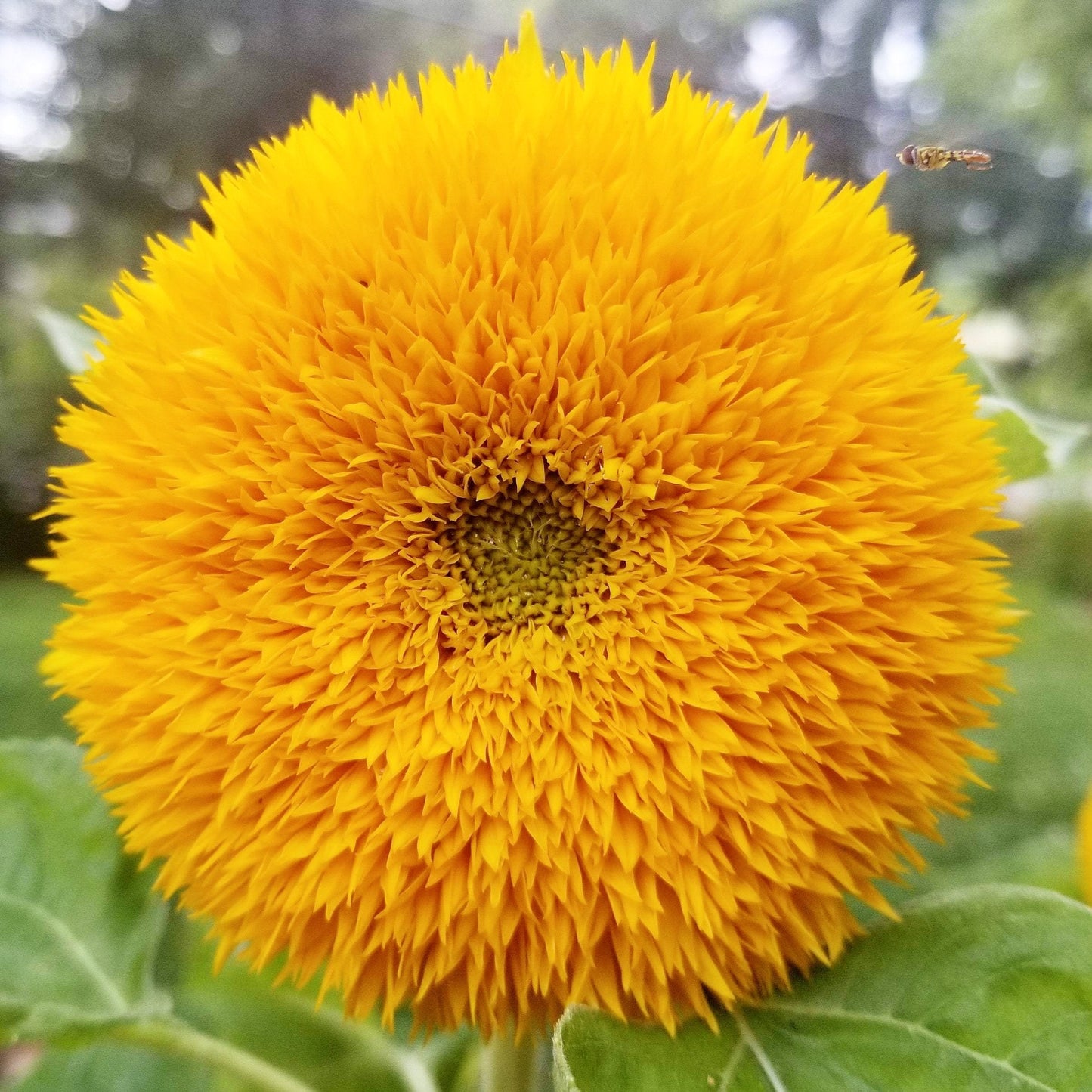 Sunflower Seeds - Teddy Bear - Sow True Seed