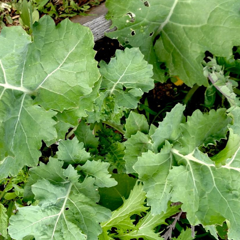 Kale Seeds - Dwarf Siberian - Sow True Seed