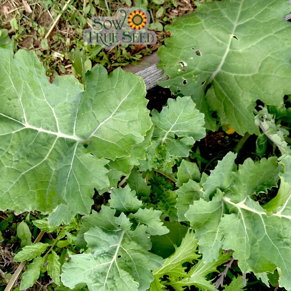 Kale Seeds - Dwarf Siberian - Sow True Seed