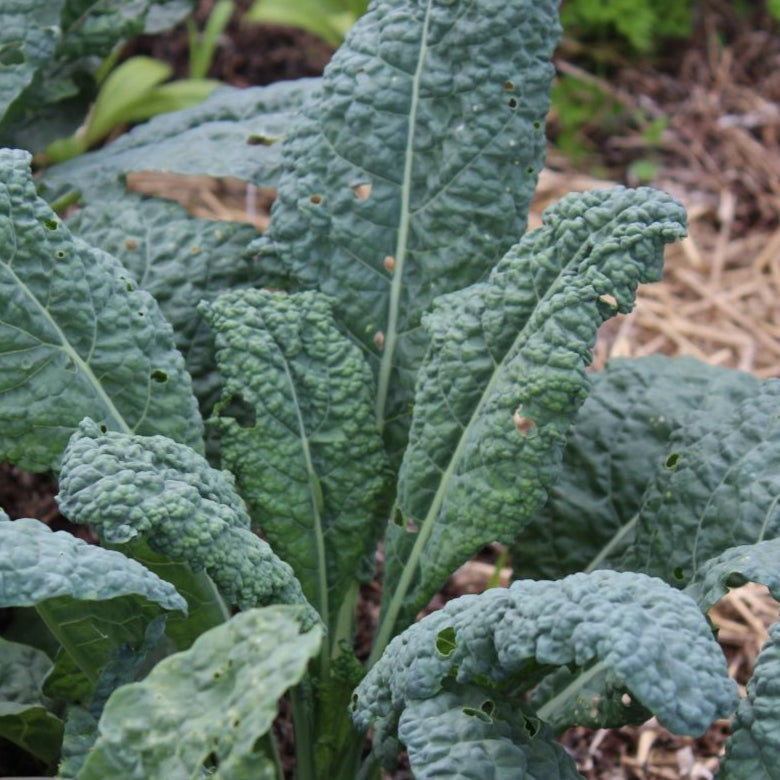 Kale Seeds - Lacinato, ORGANIC - Sow True Seed