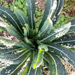 Kale Seeds - Lacinato, ORGANIC - Sow True Seed