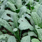 Kale Seeds - Lacinato, ORGANIC - Sow True Seed
