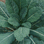 Kale Seeds - Lacinato, ORGANIC - Sow True Seed