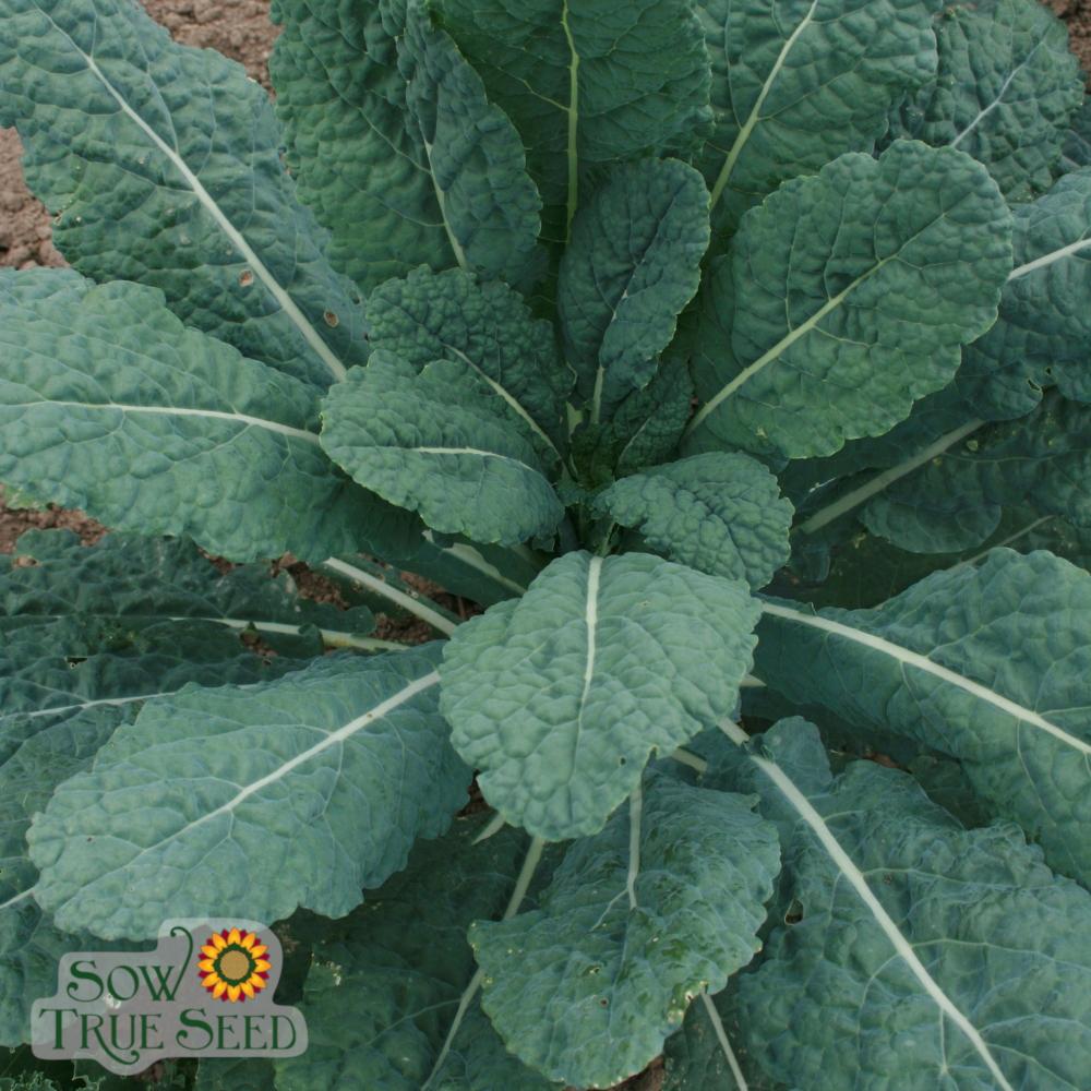 Kale Seeds - Lacinato, ORGANIC - Sow True Seed