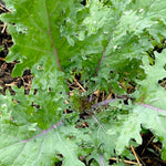 Kale Seeds - Red Russian - Sow True Seed