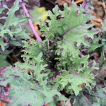Kale Seeds - Red Russian - Sow True Seed