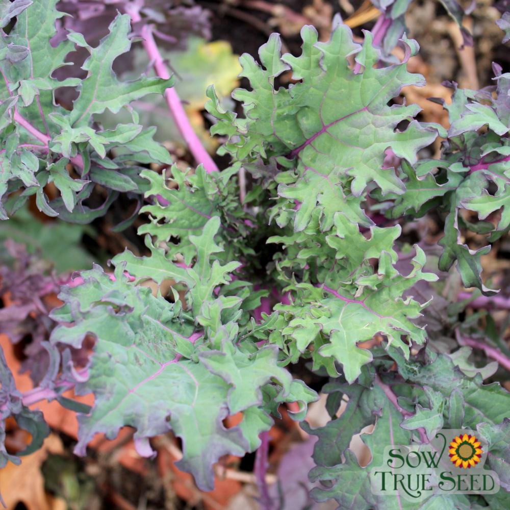 Kale Seeds - Red Russian - Sow True Seed