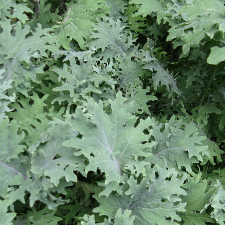 Kale Seeds - Red Russian - Sow True Seed
