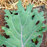 Kale Seeds - Red Russian - Sow True Seed