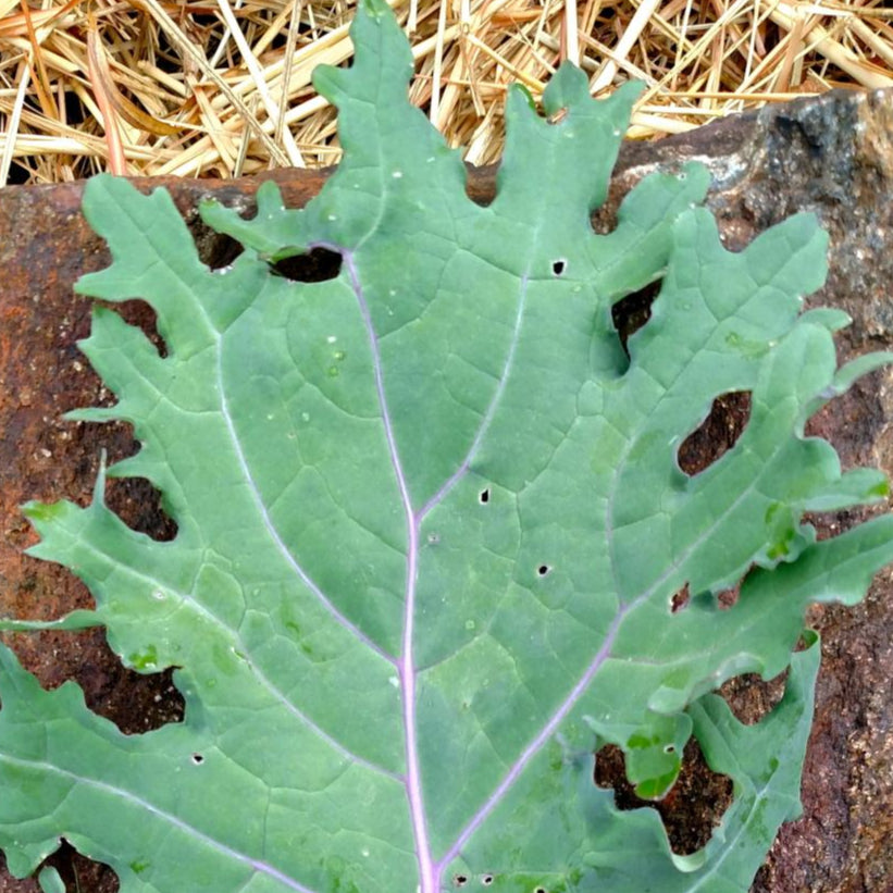 Kale Seeds - Red Russian - Sow True Seed