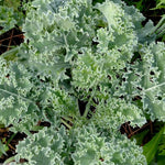 Kale Seeds - Vates, Dwarf Blue Curled Scotch, ORGANIC - Sow True Seed