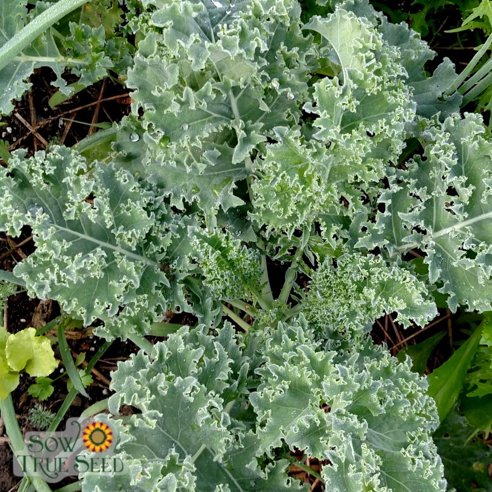 Kale Seeds - Vates, Dwarf Blue Curled Scotch, ORGANIC - Sow True Seed