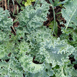 Kale Seeds - Vates, Dwarf Blue Curled Scotch, ORGANIC - Sow True Seed