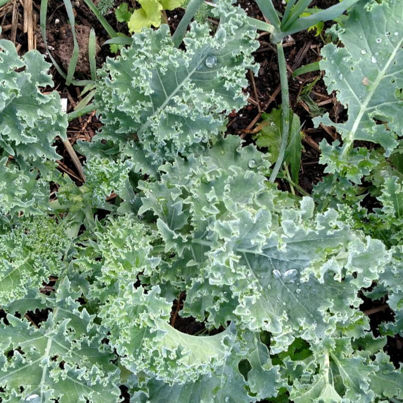 Kale Seeds - Vates, Dwarf Blue Curled Scotch, ORGANIC - Sow True Seed