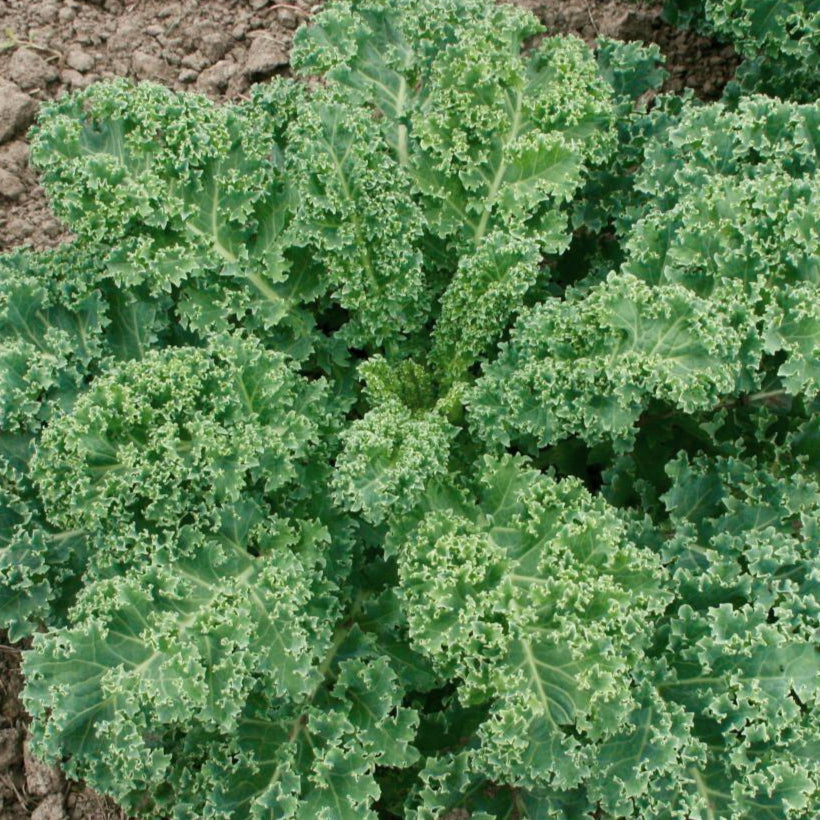 Kale Seeds - Vates, Dwarf Blue Curled Scotch, ORGANIC - Sow True Seed
