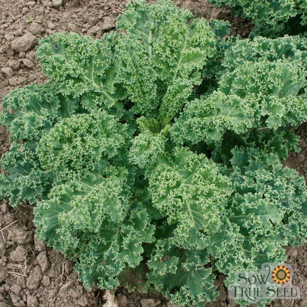 Kale Seeds - Vates, Dwarf Blue Curled Scotch, ORGANIC - Sow True Seed