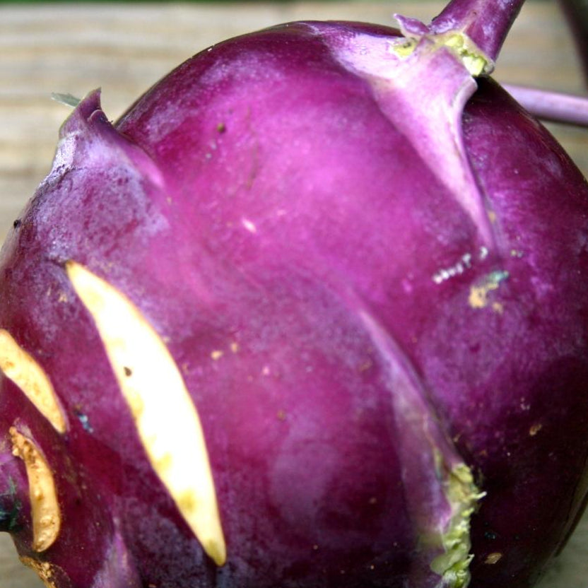 Kohlrabi Seeds - Purple Vienna - Sow True Seed
