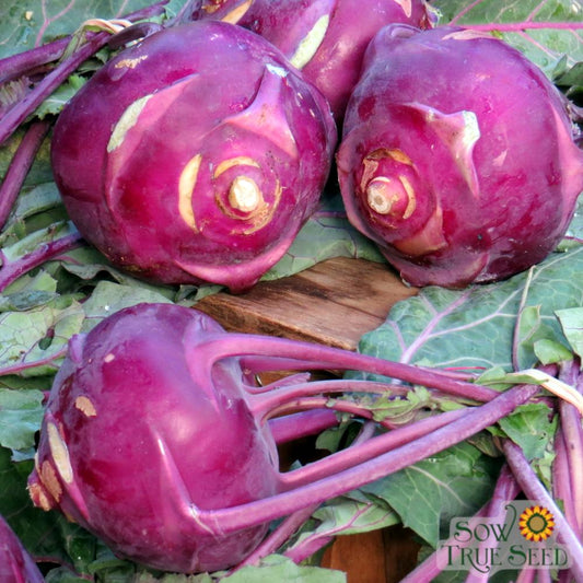 Kohlrabi Seeds - Purple Vienna - Sow True Seed