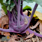 Kohlrabi Seeds - Purple Vienna - Sow True Seed