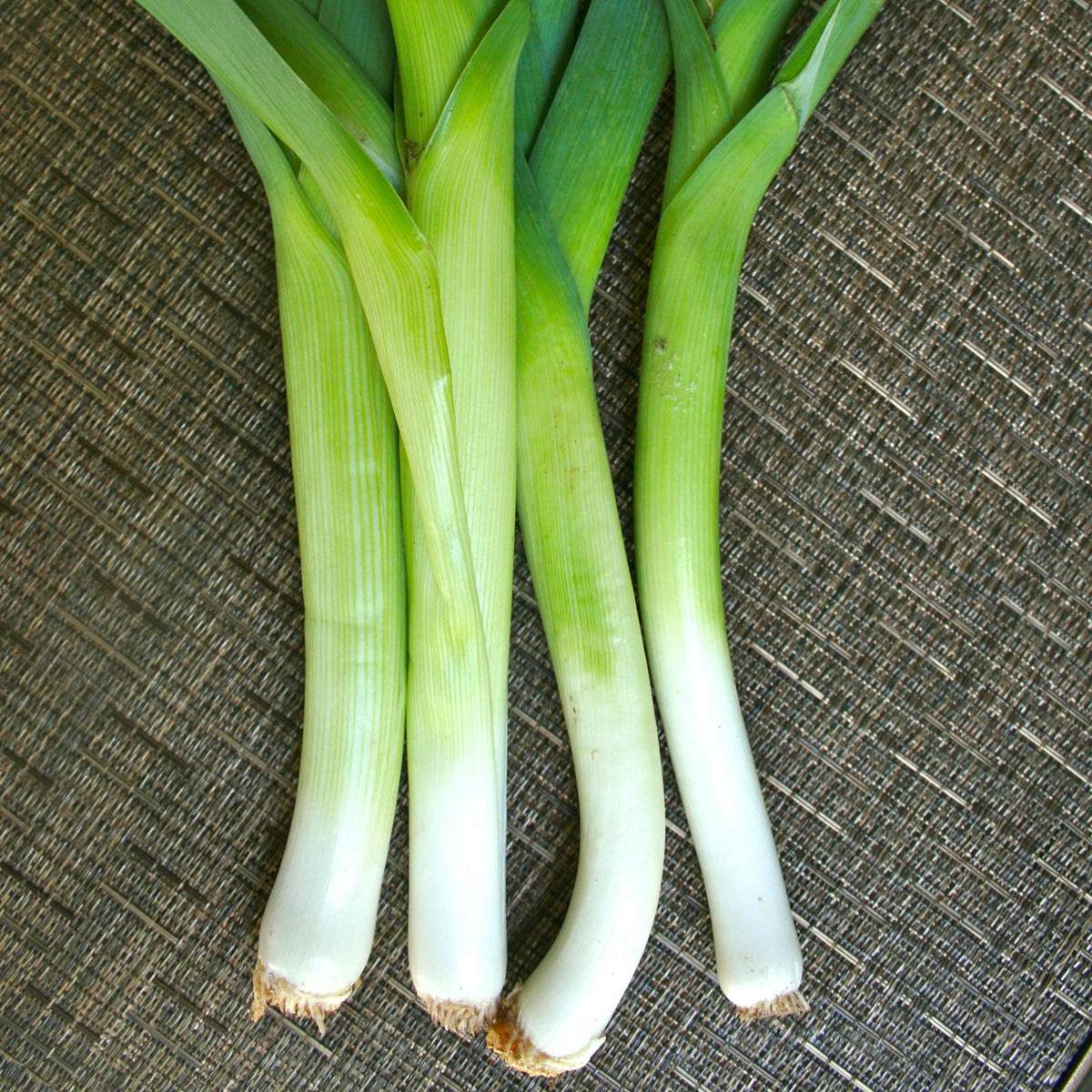 Leek American Flag: A Hardy Heirloom for Your Garden