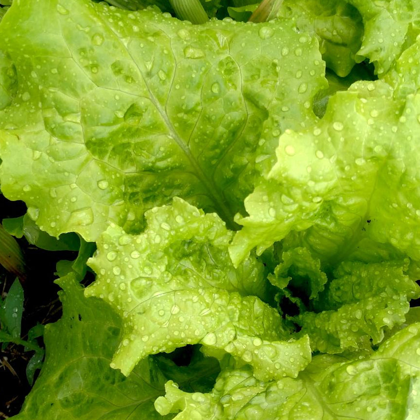 Lettuce Seeds - Black Seeded Simpson, ORGANIC - Sow True Seed
