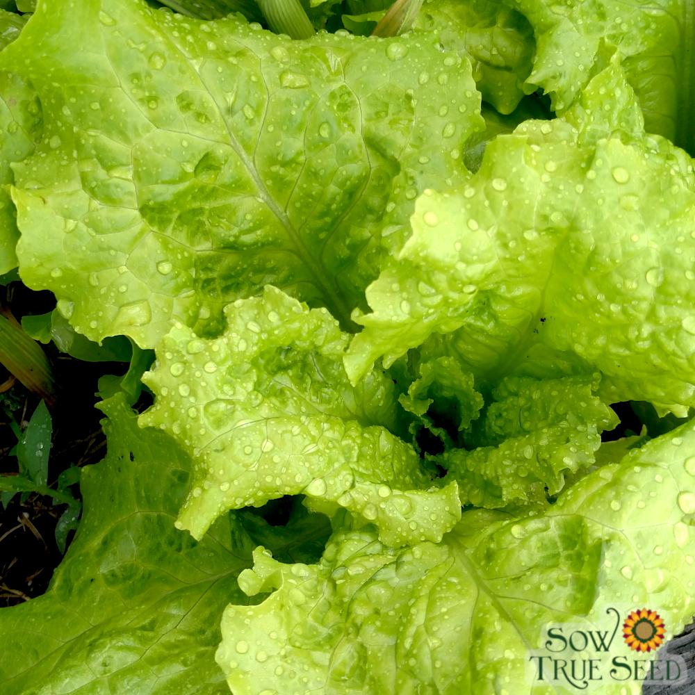 Lettuce Seeds - Black Seeded Simpson, ORGANIC - Sow True Seed