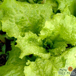 Lettuce Seeds - Black Seeded Simpson, ORGANIC - Sow True Seed