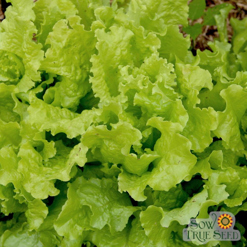Lettuce Seeds - Black Seeded Simpson, ORGANIC - Sow True Seed