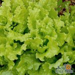 Lettuce Seeds - Black Seeded Simpson, ORGANIC - Sow True Seed