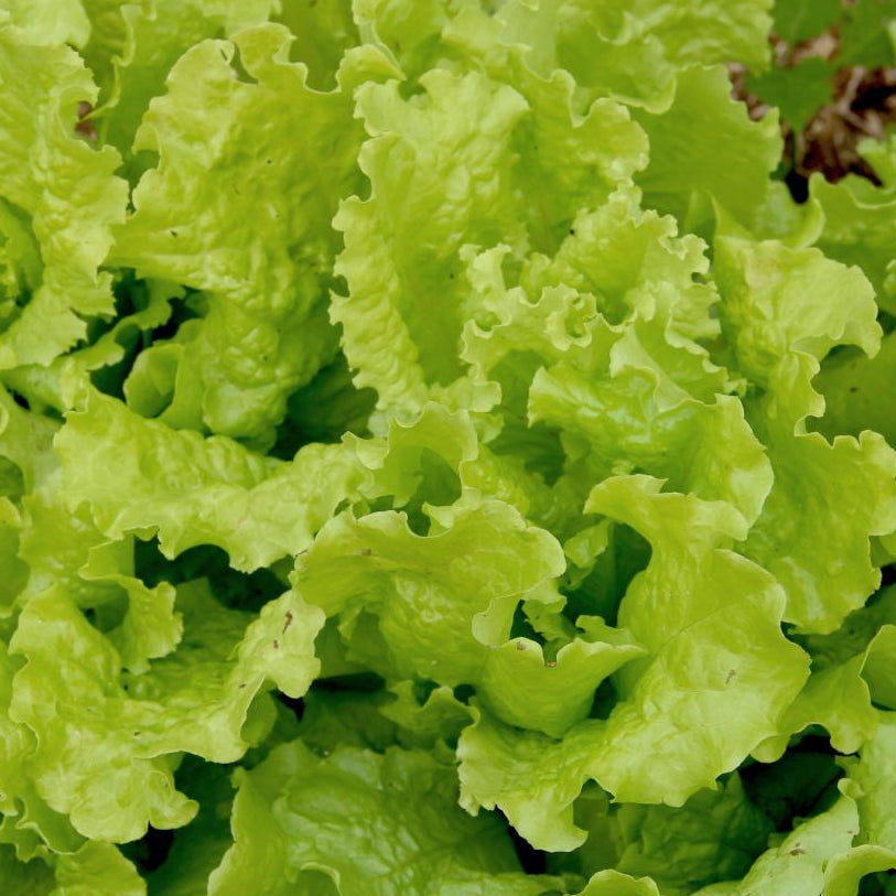 Lettuce Seeds - Black Seeded Simpson, ORGANIC - Sow True Seed