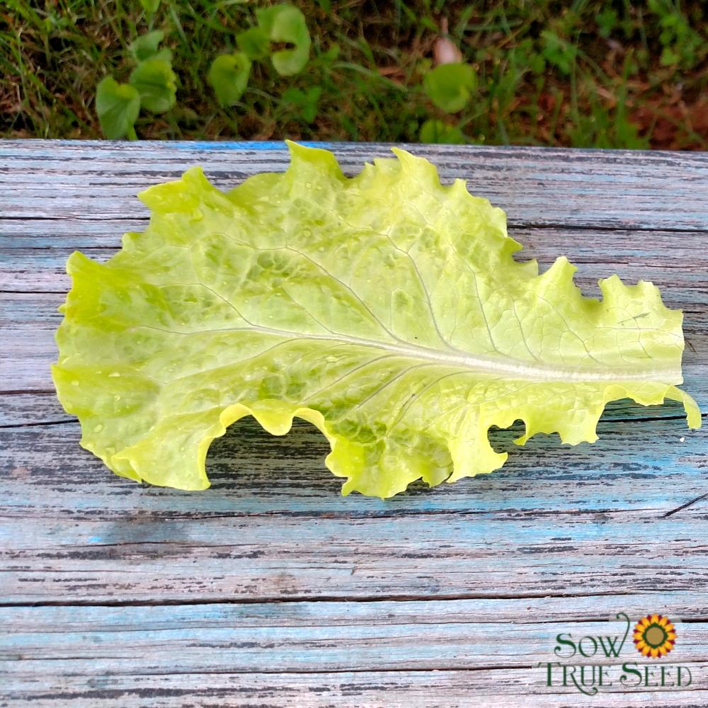 Lettuce Seeds - Black Seeded Simpson, ORGANIC - Sow True Seed