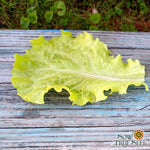 Lettuce Seeds - Black Seeded Simpson, ORGANIC - Sow True Seed