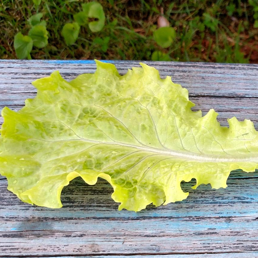 Lettuce Seeds - Black Seeded Simpson, ORGANIC - Sow True Seed