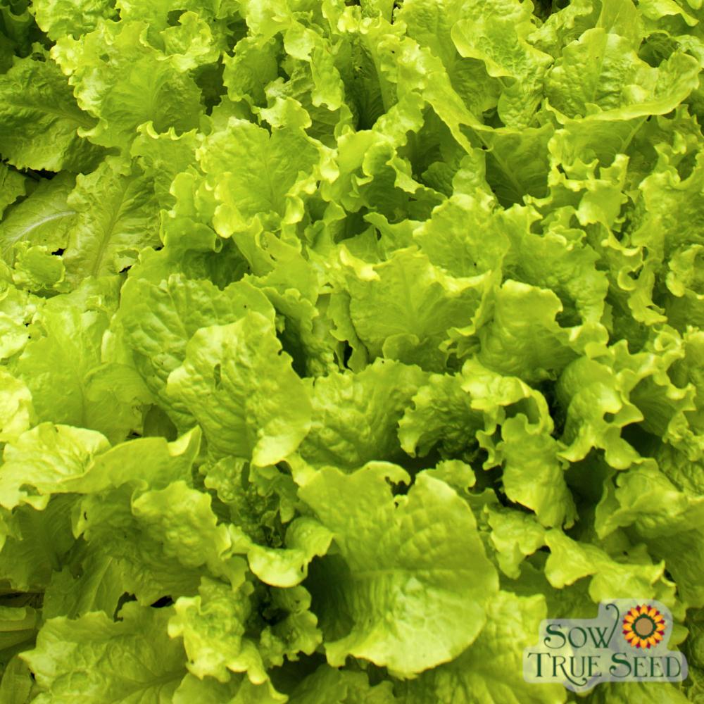 Lettuce Seeds - Black Seeded Simpson, ORGANIC - Sow True Seed