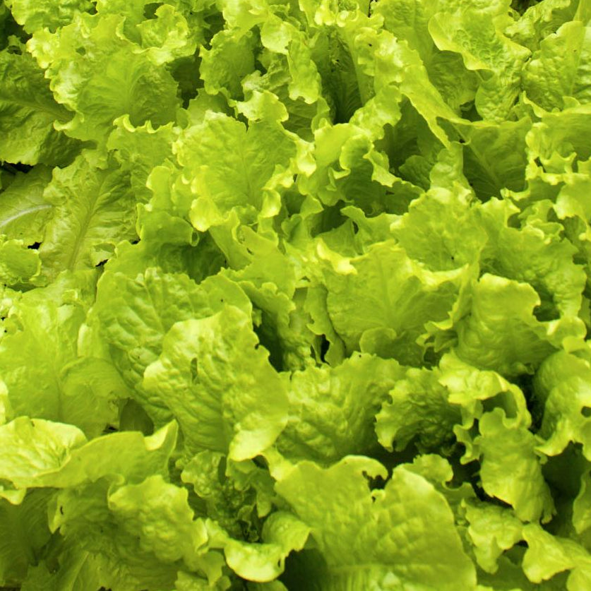 Lettuce Seeds - Black Seeded Simpson, ORGANIC - Sow True Seed
