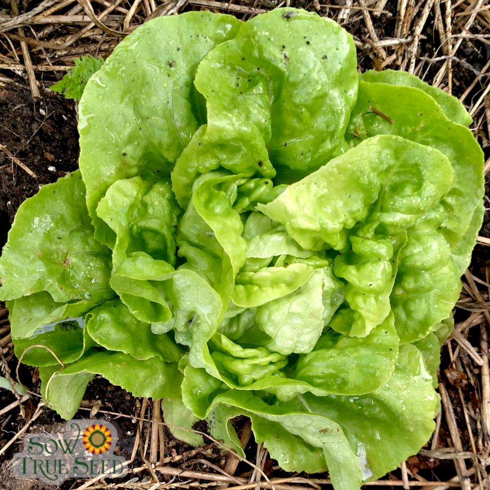Lettuce Seeds - Buttercrunch, ORGANIC - Sow True Seed