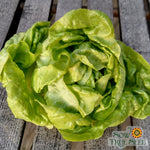 Lettuce Seeds - Buttercrunch, ORGANIC - Sow True Seed