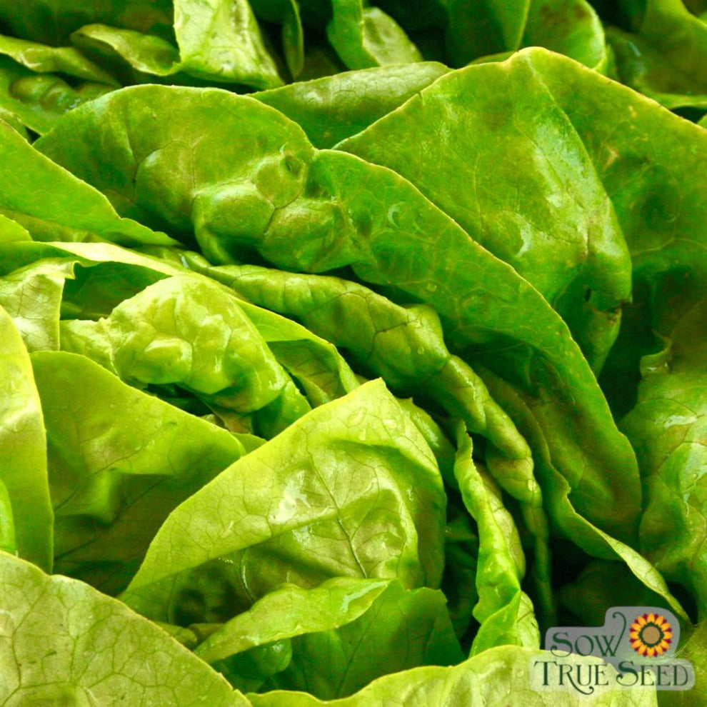 Lettuce seeds Buttercrunch, ORGANIC, Heat tolerant and slow to bolt Sow True Seed Wholesale