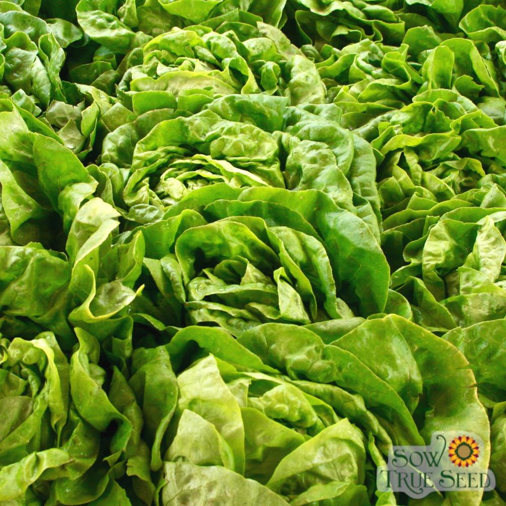 Lettuce Seeds - Buttercrunch, ORGANIC - Sow True Seed