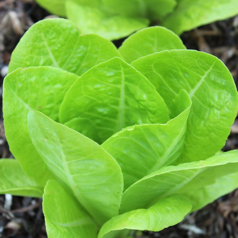 Lettuce Seeds - Jericho, ORGANIC - Sow True Seed