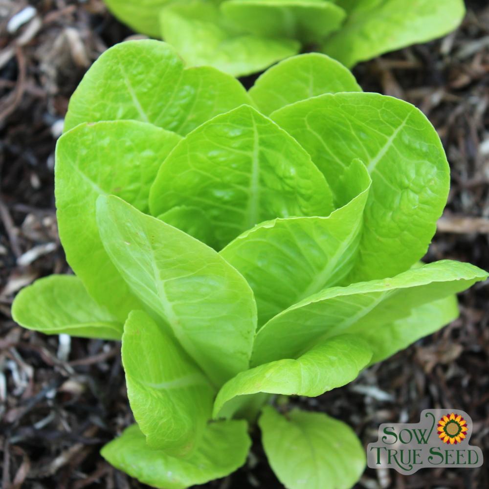 Lettuce Seeds - Jericho, ORGANIC - Sow True Seed