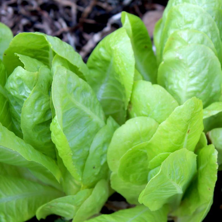 Lettuce Seeds - Jericho, ORGANIC - Sow True Seed