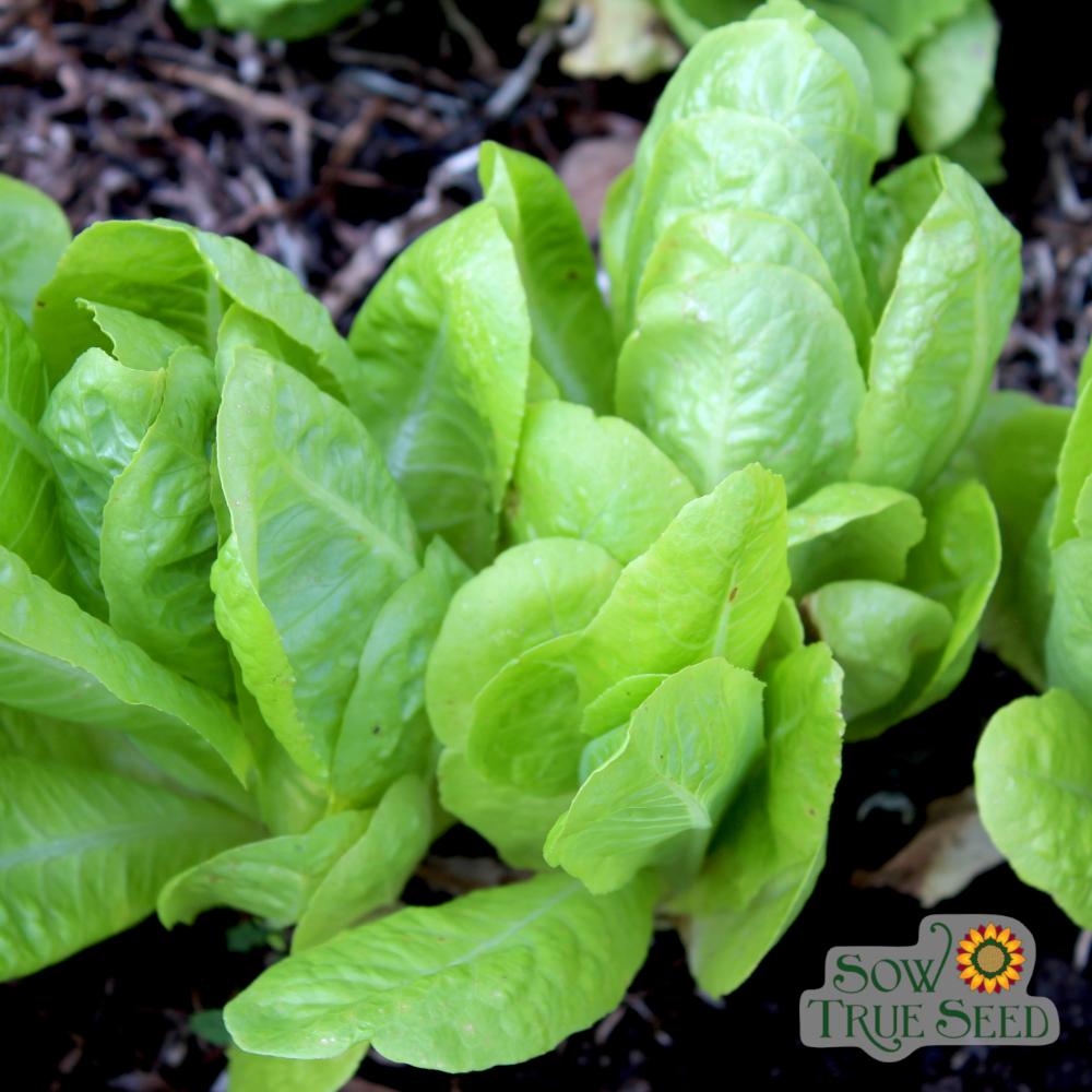 Lettuce Seeds - Jericho, ORGANIC - Sow True Seed