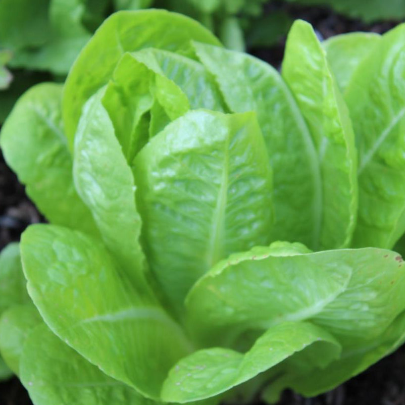 Lettuce Seeds - Jericho, ORGANIC - Sow True Seed