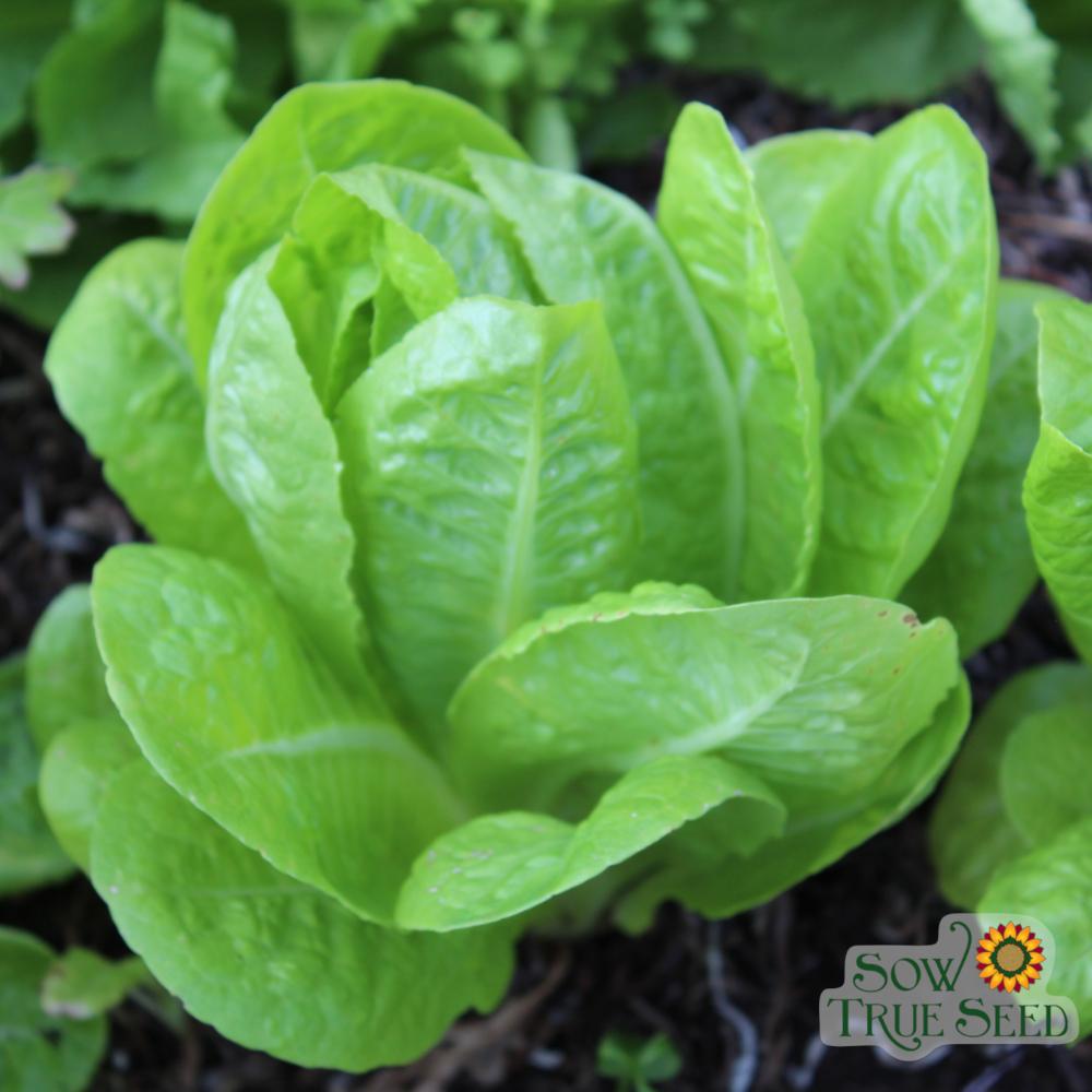 Lettuce Seeds - Jericho, ORGANIC - Sow True Seed