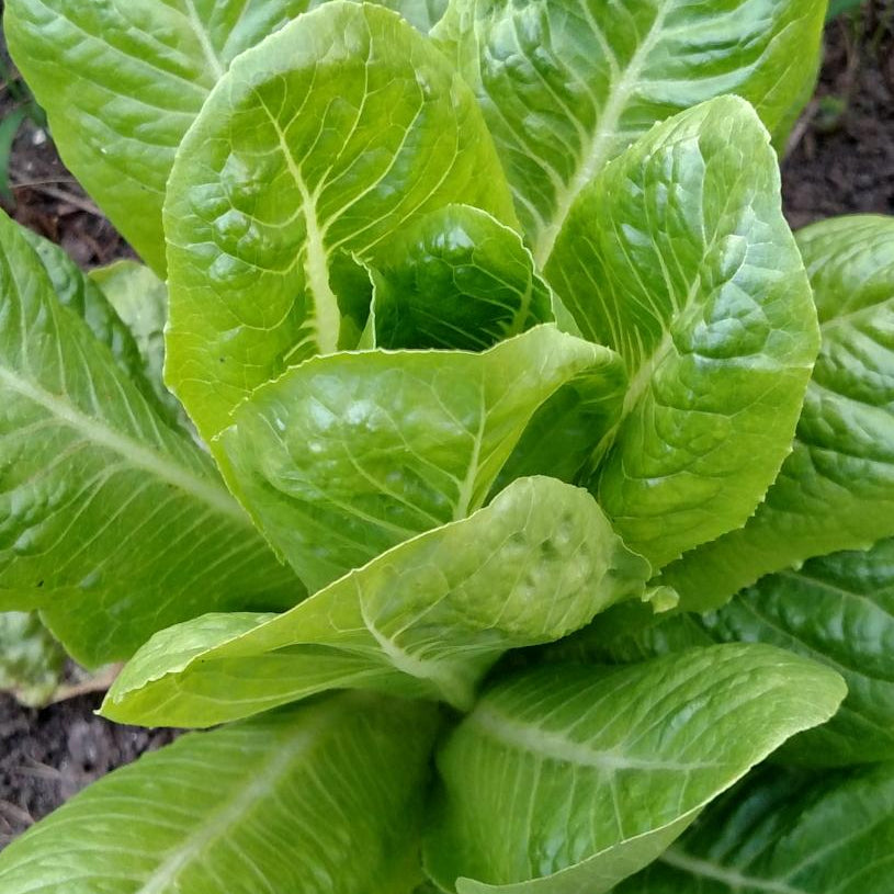 Lettuce Seeds - Jericho, ORGANIC - Sow True Seed
