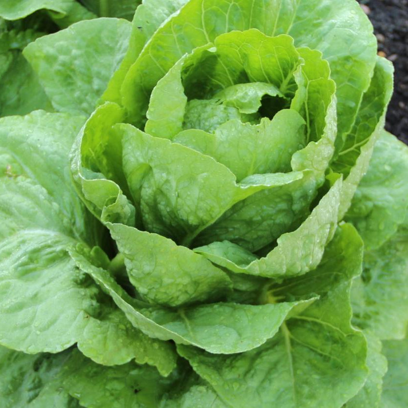 Lettuce Seeds - Parris Island Romaine, Organic - Sow True Seed